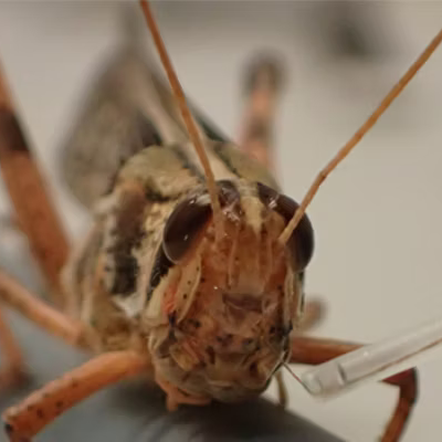 close-up image of locust