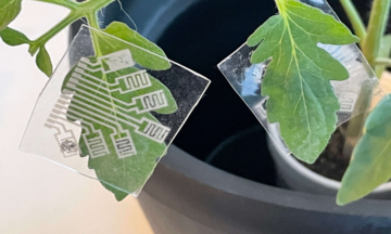 VOC sensor on plant
